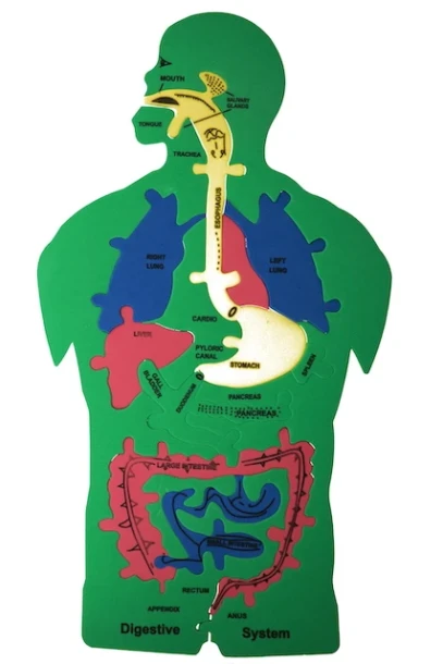 ANATOMY PUZZLE