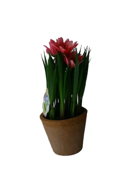 TROPICAL PLANT