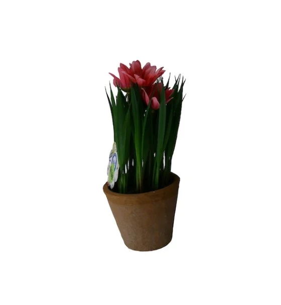 TROPICAL PLANT