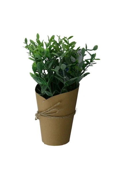 TROPICAL PAPER CUP PLANT