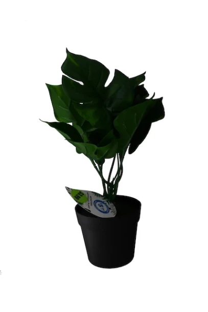 TROPICAL LEAF