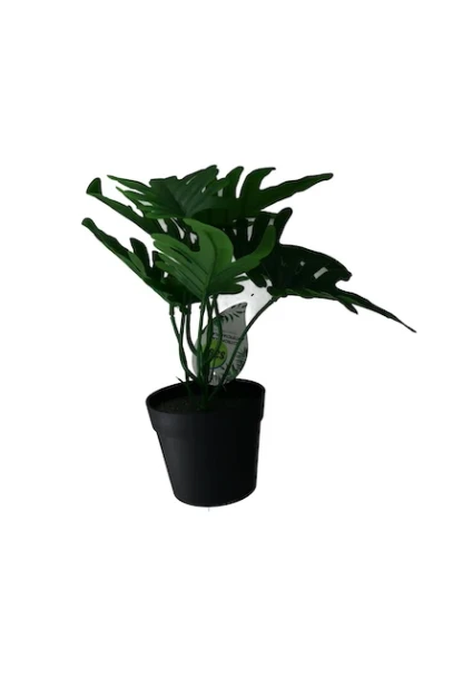 TROPICAL LEAF
