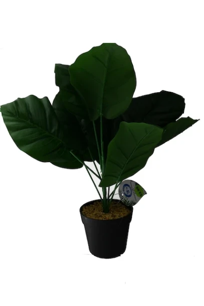 TROPICAL PLANT
