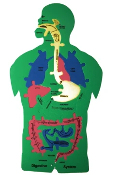 ANATOMY PUZZLE