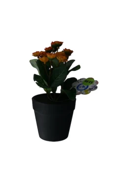 TROPICAL PLANT