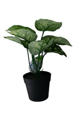 3.99 TROPICAL LEAF 