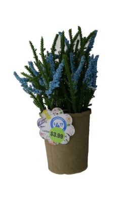 3.99 LAVENDER TREE