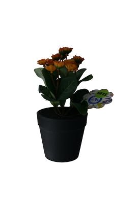 3.99 TROPICAL PLANT