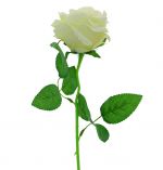 WHITE LONG STEM ROSE