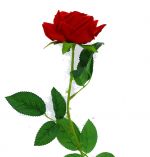 VELVET RED ROSE LONG STEM