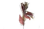 1.99 POINSETTIA STEM CLEAR 50CM BLUSH