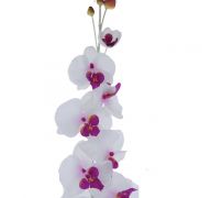LONG STEM ORCHID  XXX