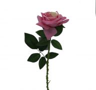 THORNY PINK ROSE LONG STEM