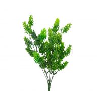 SMALL LEAF BUSHES