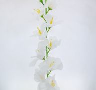 WHITE GLADIOLUS FLOWER