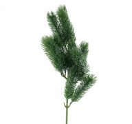 PINE BRANCH